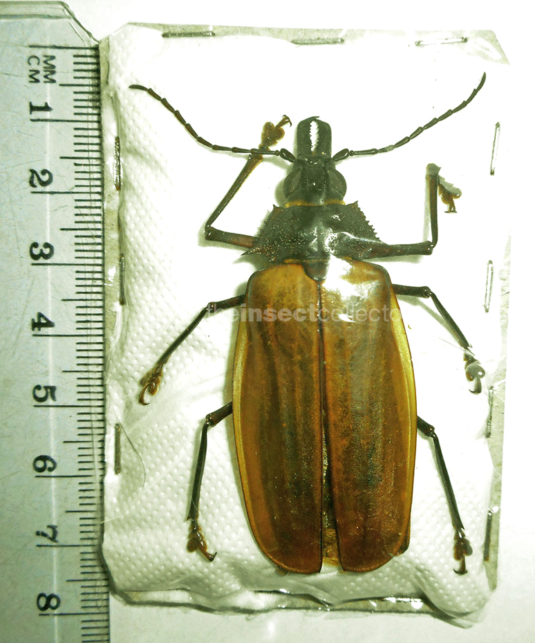 Macrodontia flavipennis