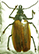 Macrodontia flavipennis