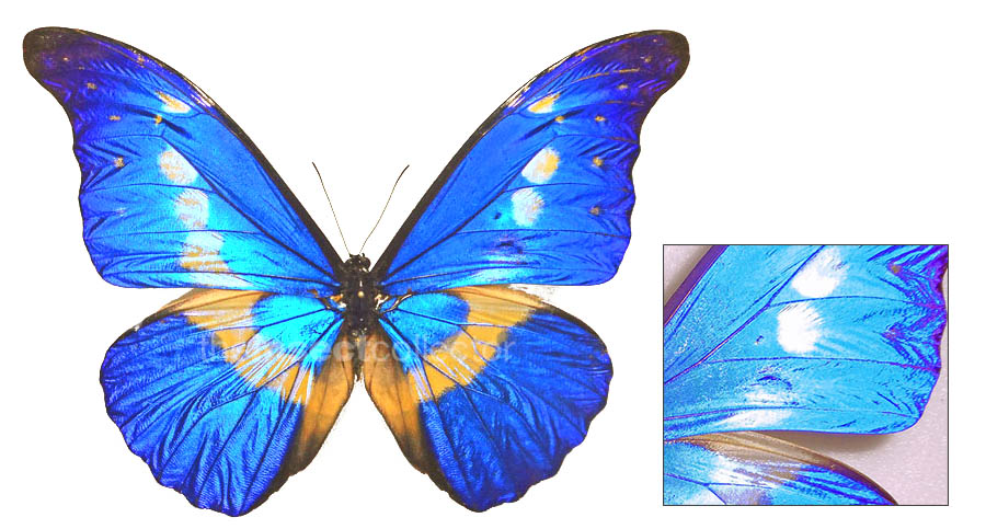 Morpho rhetenor