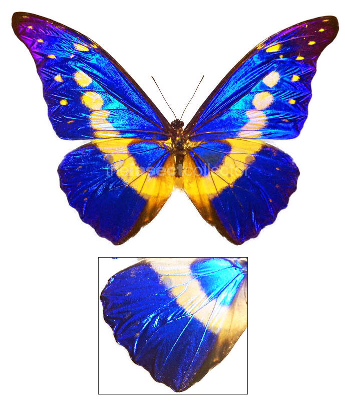 Morpho rhetenor