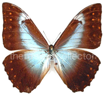 Morpho telemachus 