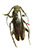 Apocaulus foveic Apocaulus foveic