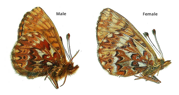 Boloria (Clossiana) freija 