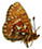 Boloria (Clossiana) freija 