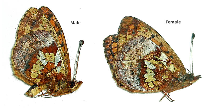 Boloria (Clossiana) frigga 