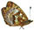 Boloria (Clossiana) frigga 