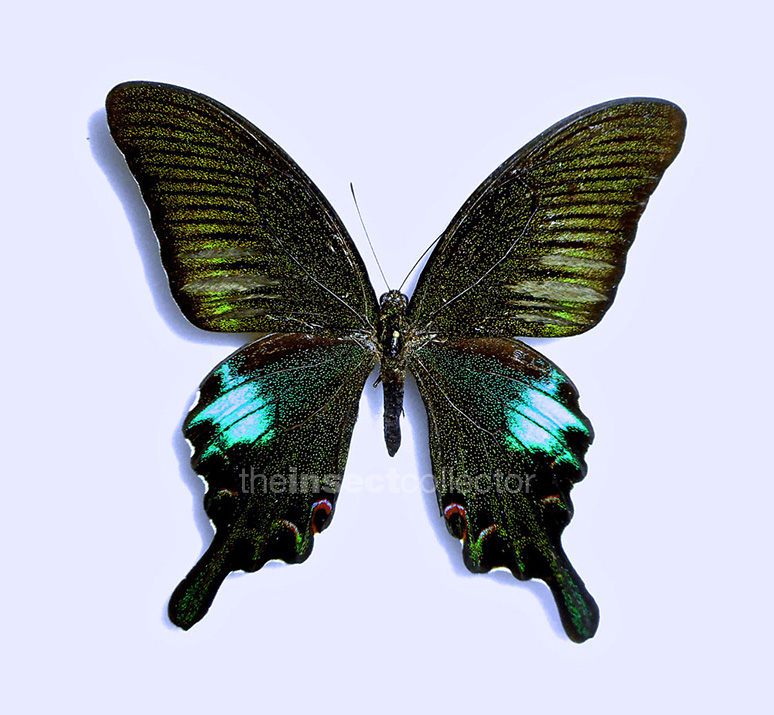 Papilio bianor 