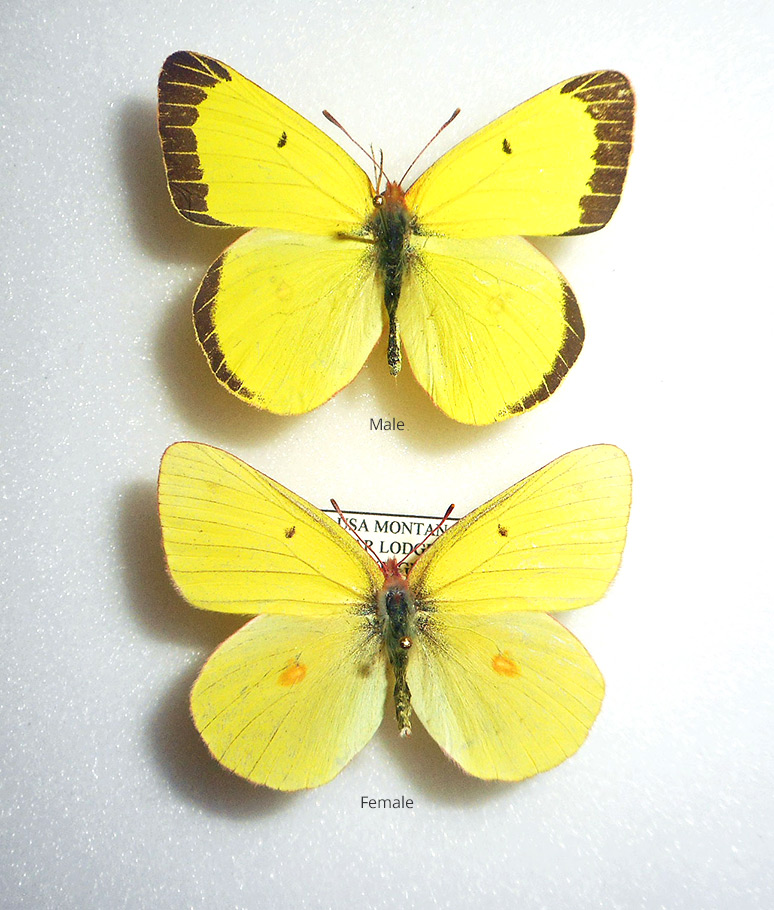 Colias gigantea 