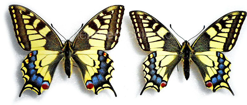 Papilio machaon 