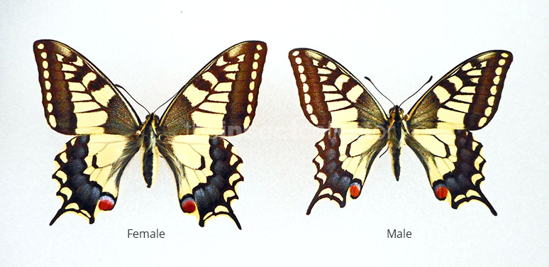 Papilio machaon 