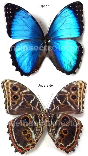 Morpho granadensis 