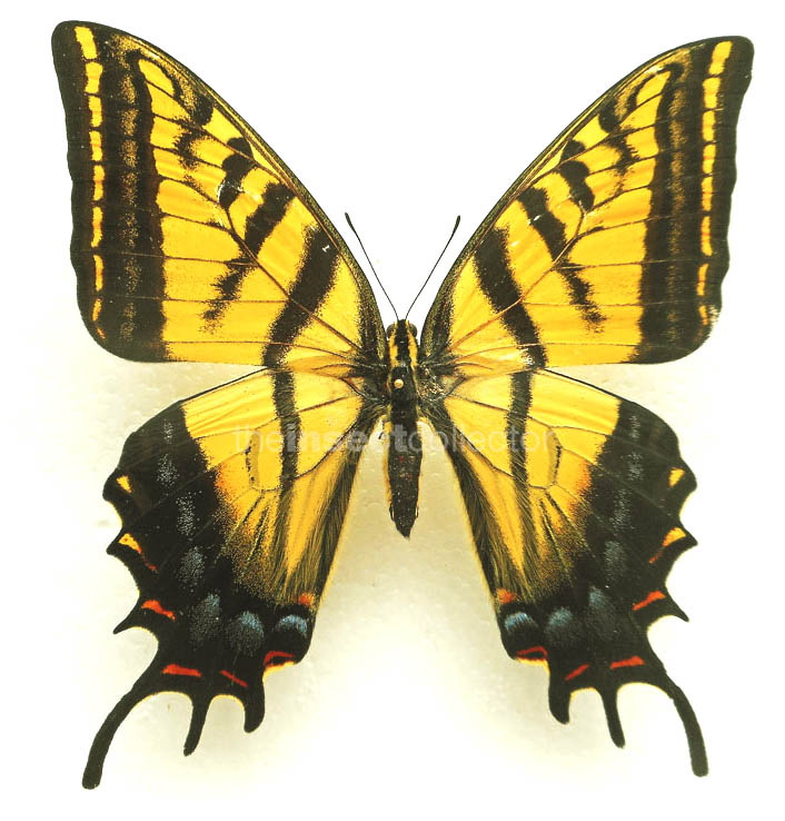 Papilio multicaudata