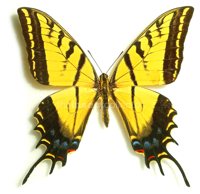 Papilio multicaudata