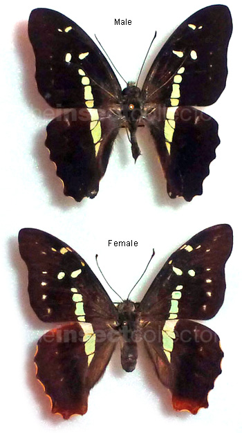 Graphium gelon