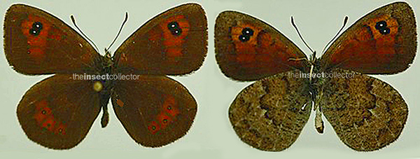 Erebia graucasica 