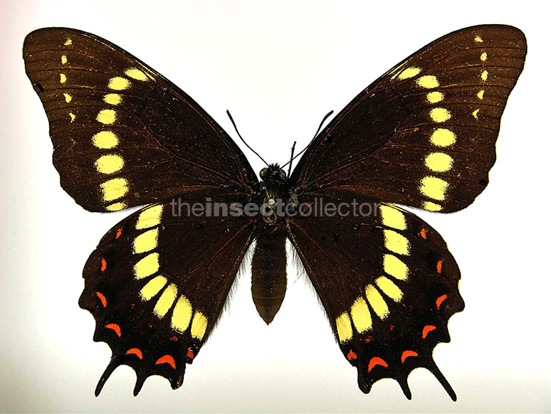 Papilio scamander