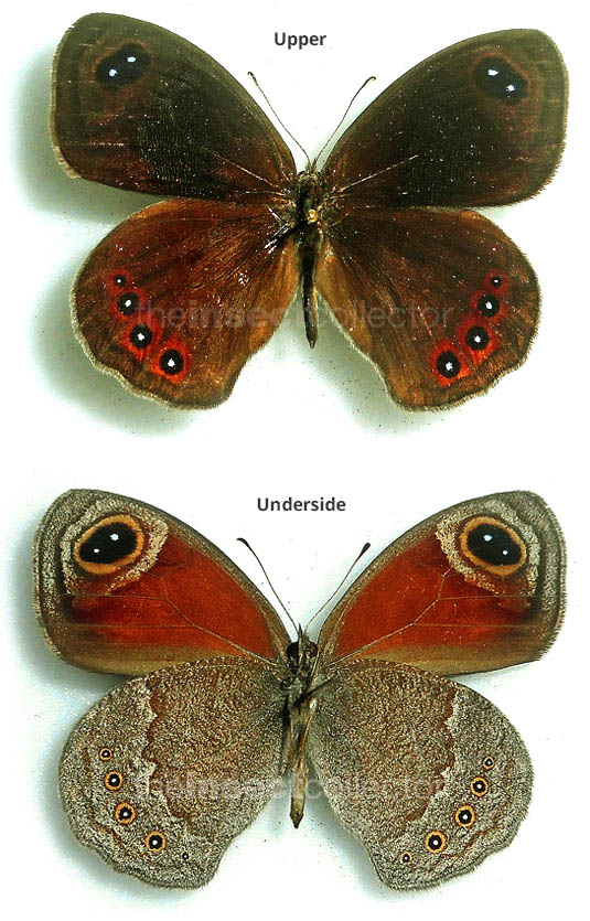 Loxerebia sylvicola 