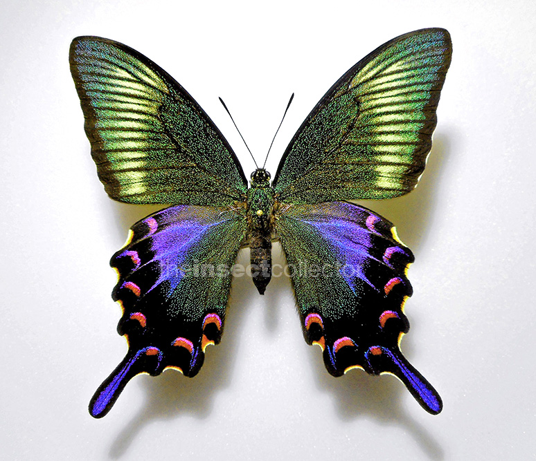 Papilio dehaanii 