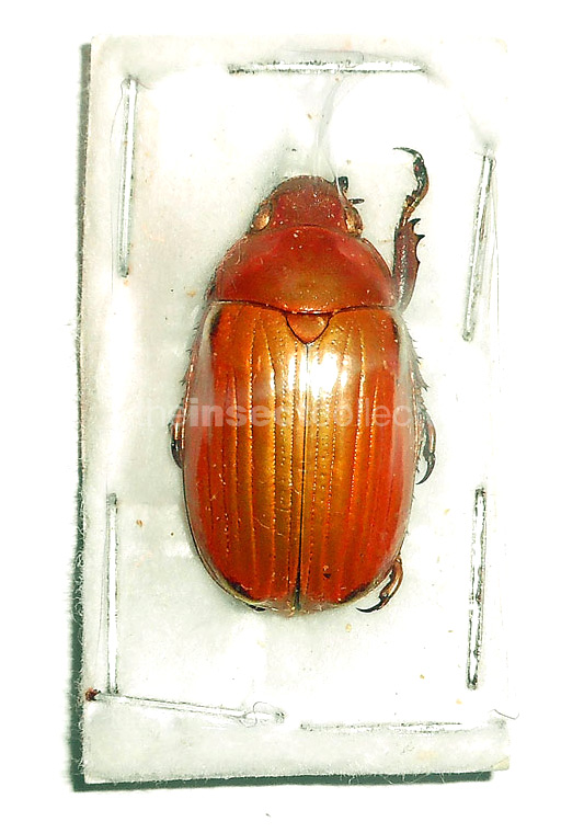 Chrysina hawksi