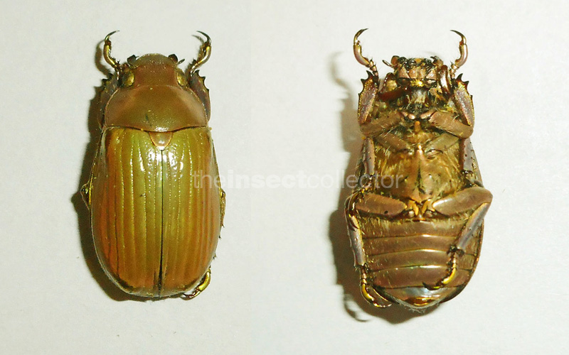 Chrysina hawksi