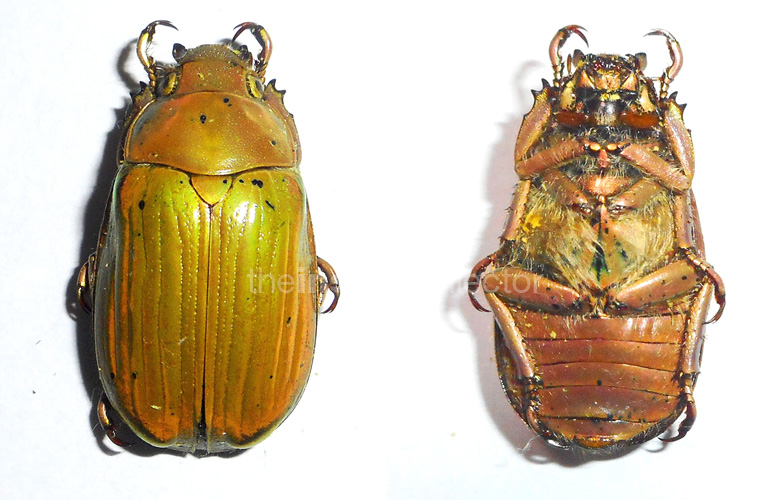 Chrysina hawksi