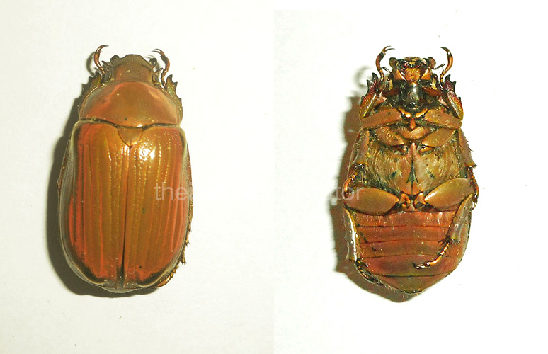 Chrysina hawksi