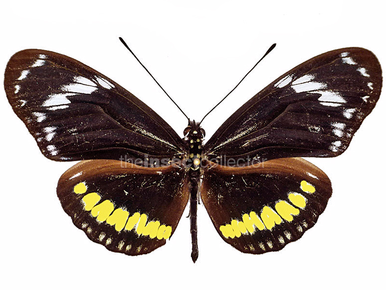 Heliconius hecuba