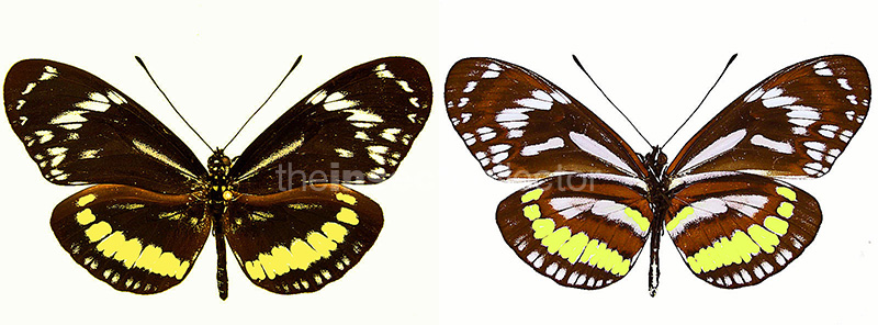 Heliconius hecuba