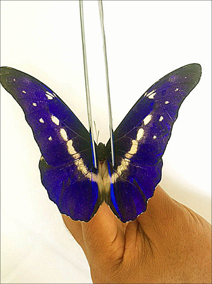 Morpho rhetenor