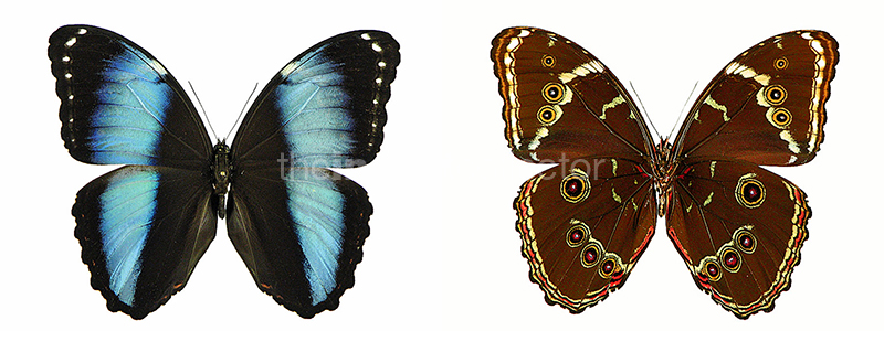 Morpho helenor 