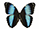 Morpho helenor 