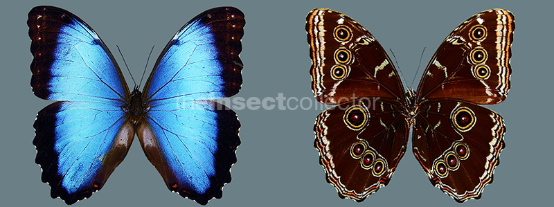 Morpho helenor 