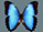 Morpho helenor 