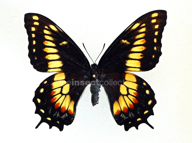 Papilio hellanichus 