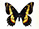 Papilio hellanichus 