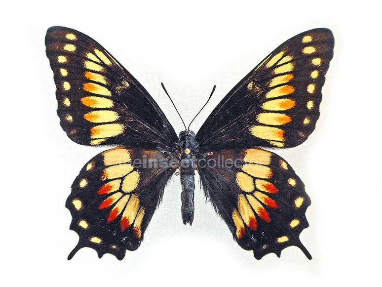 Papilio hellanichus 