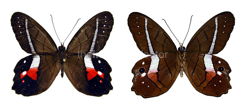 Pierella helvina