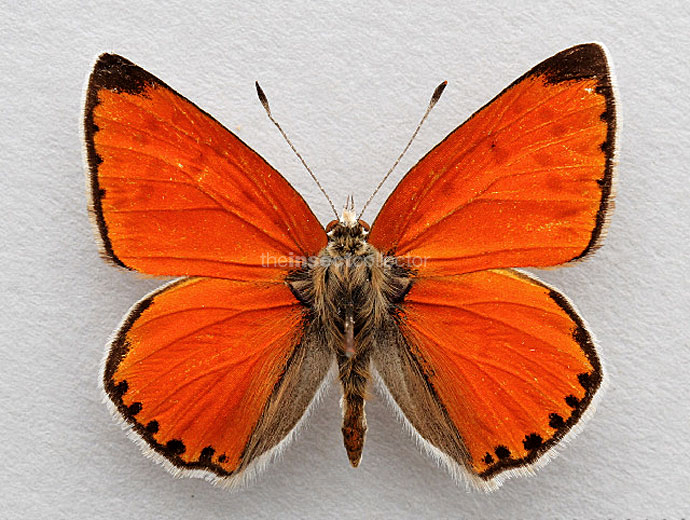 Lycaena thetis 