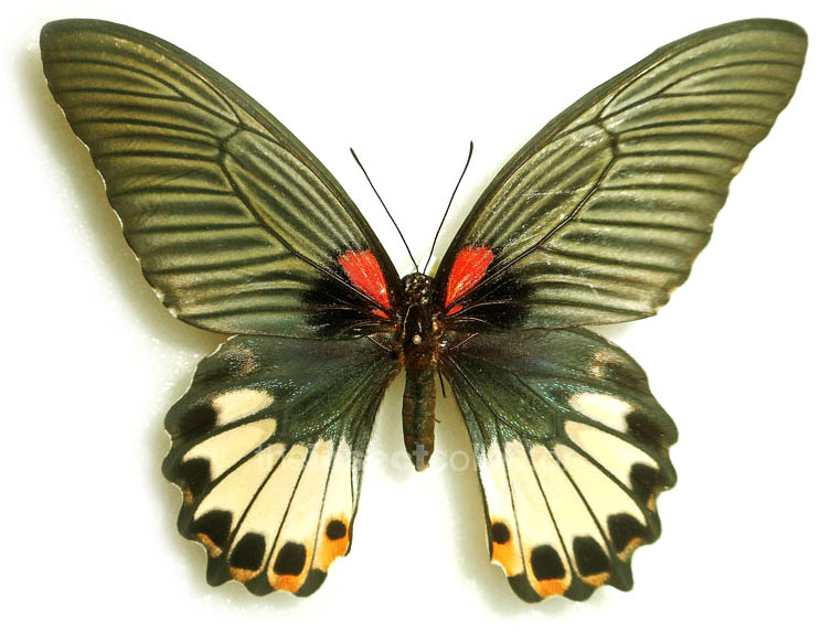 Papilio memnon 