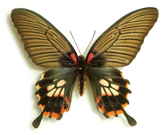 Papilio memnon 