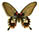 Papilio memnon 