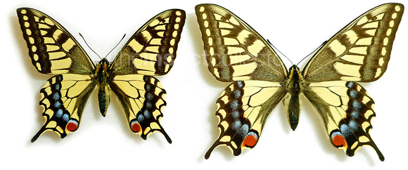 Papilio machaon