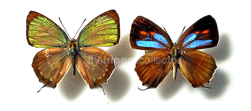 Chrysozephyrus hisamatusanus