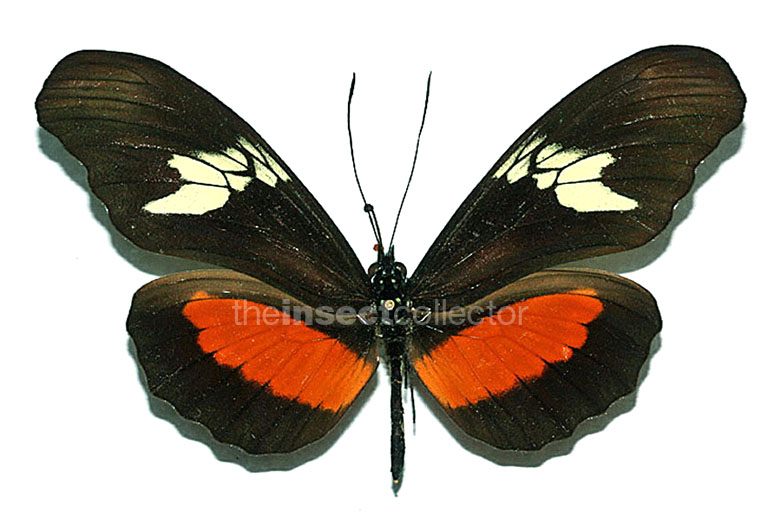 Heliconius hortense