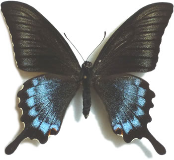 Papilio xuthus X Papilio maacki