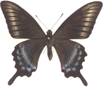 Papilio xuthus X Papilio maacki