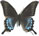 Papilio xuthus X Papilio maacki