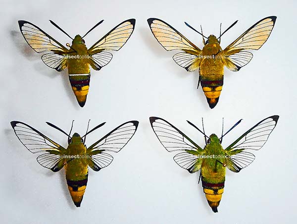 Cephonodes hylas