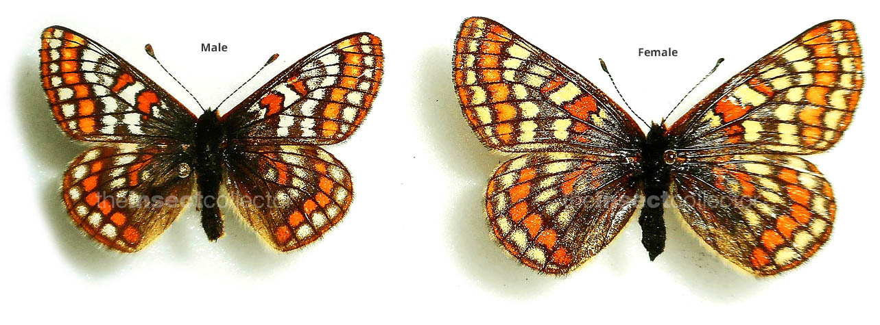 Euphydryas iduna 