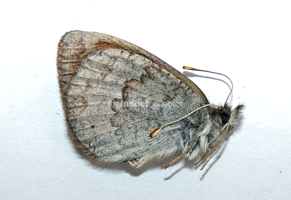 Erebia cassioides